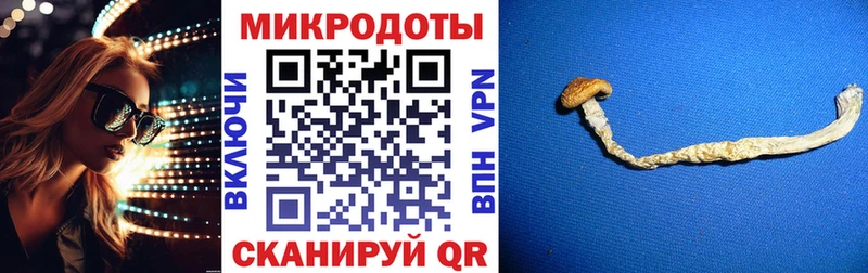 что такое   Кинешма  Псилоцибиновые грибы Psilocybe 