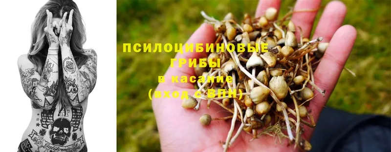 цена наркотик  Кинешма  Галлюциногенные грибы MAGIC MUSHROOMS 